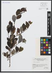 Foto von Salix apennina A. K. Skvortsov